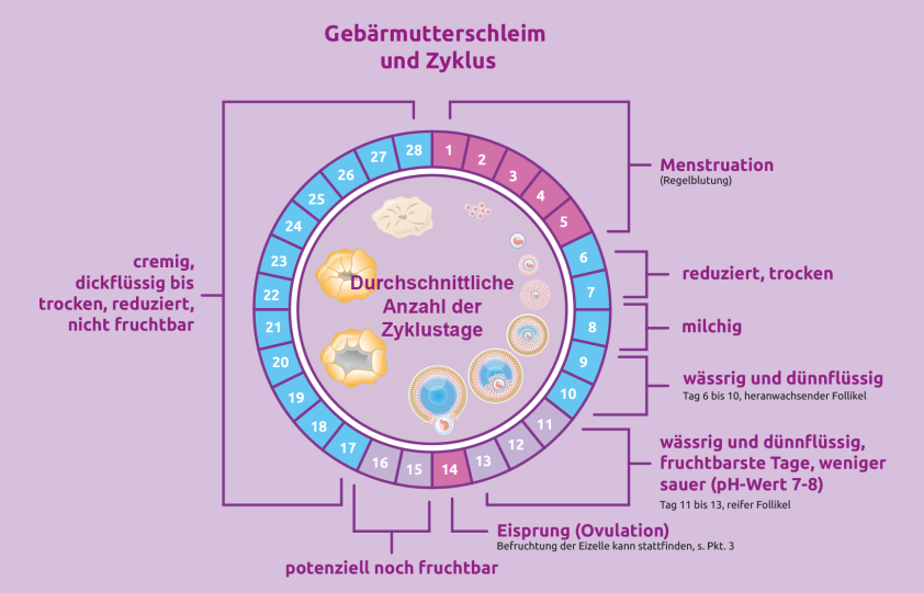 menstruationszyklus gebaermutterschleim und zyklus